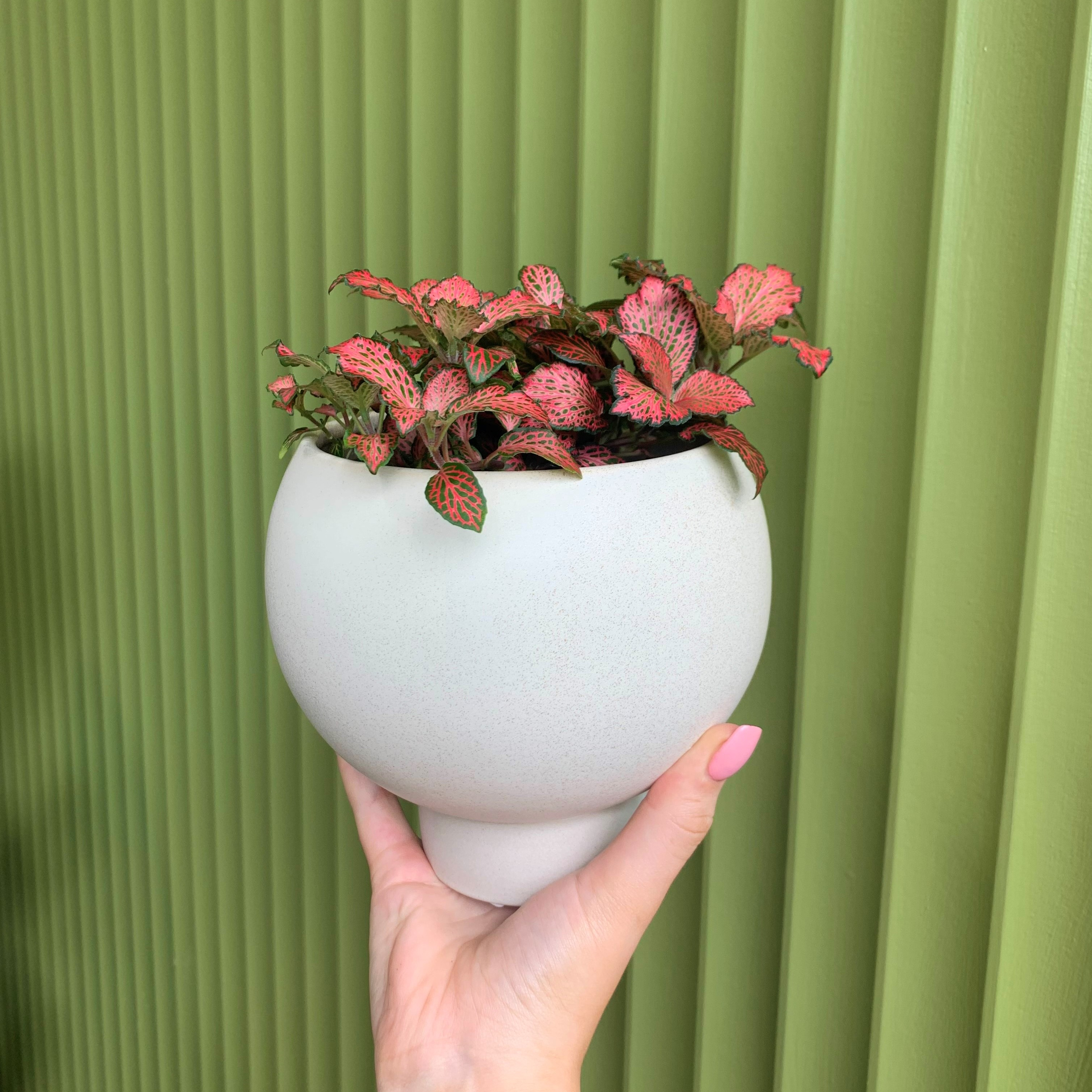 BRUNBÄR Plant pot with saucer, outdoor terracotta, 6 - IKEA